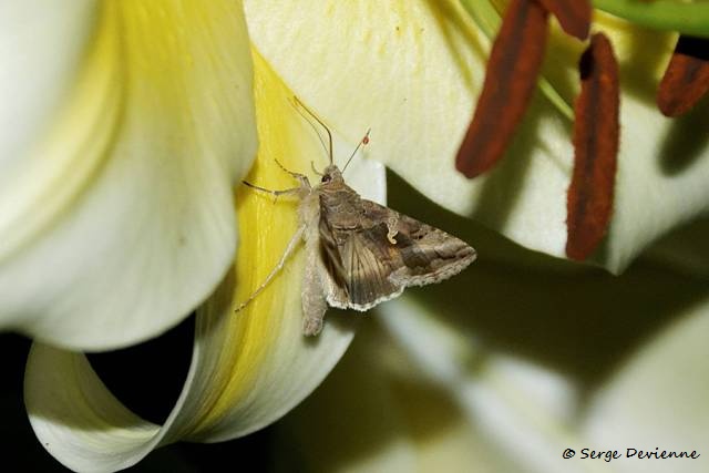 1311Re41_DSC08783 (1)r_dxo_GF.jpg - Papillmon Lambda
